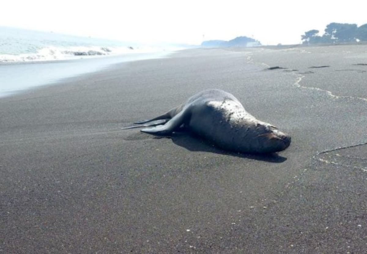 Si bien, Chile fue declarado como "libre" de gripe aviar en aves de corral, la enfermedad está afectando en la macrozona norte a los mamíferos marinos | Foto: CrónicaDigital