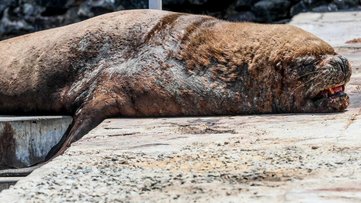 Más de 8 mil lobos marinos han muerto por Gripe Aviar en Antofagasta