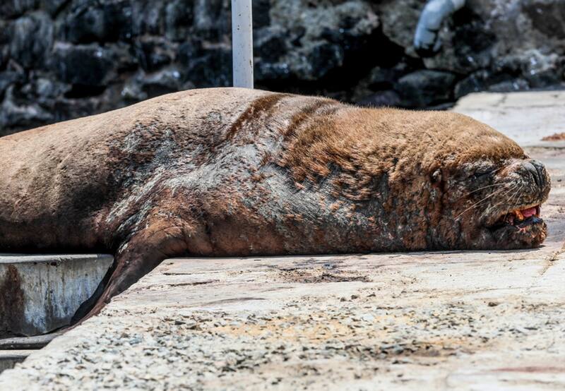 La gripe aviar no afecta solo a las aves. También hay otras especies que se ven tremendamente afectadas por esta enfermedad. | Foto RT