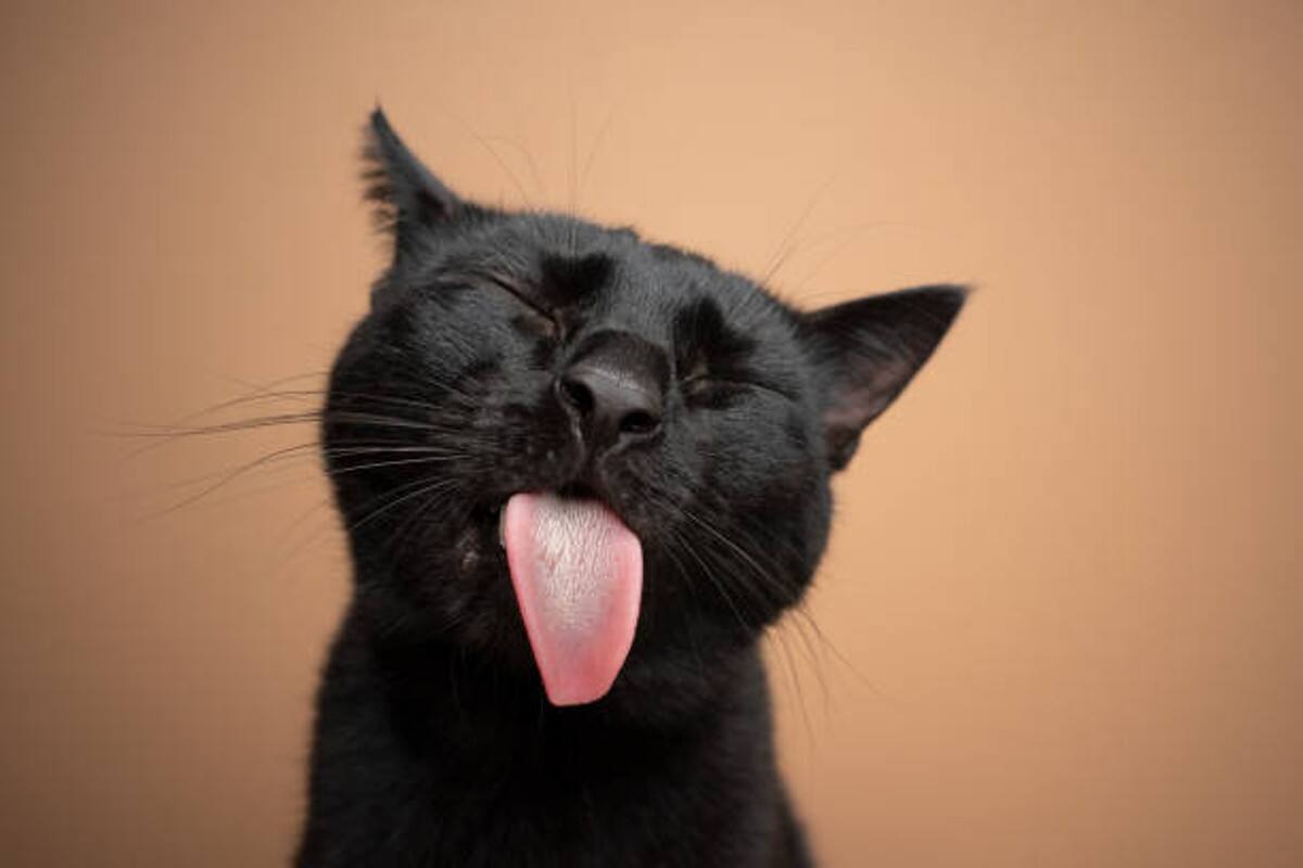 Conoce a los 5 gatitos más famosos del mundo de Instagram