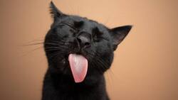 Día Internacional del Gato: Los 5 felinos más famosos de Instagram