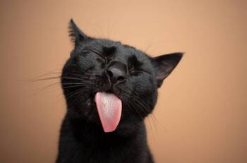 Día Internacional del Gato: Los 5 felinos más famosos de Instagram