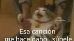 Revisa los mejores memes que dejó la presentación de Morat en el Festival de Viña 2025