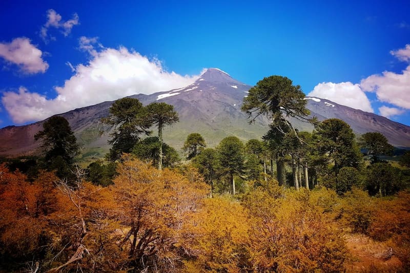 Existe uno que se ubica en la Región Metropolitana.
Créditos: Conaf.