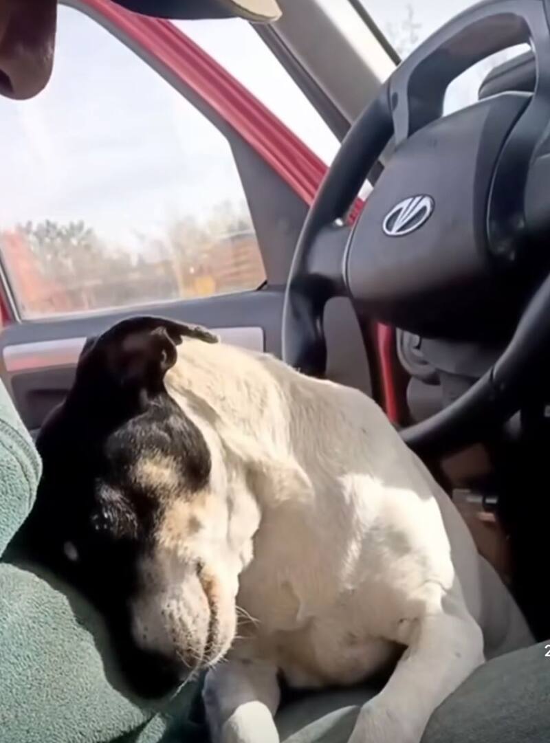 Así es la perrita más cariñosa de Instagram: Captura @rlcnoticias