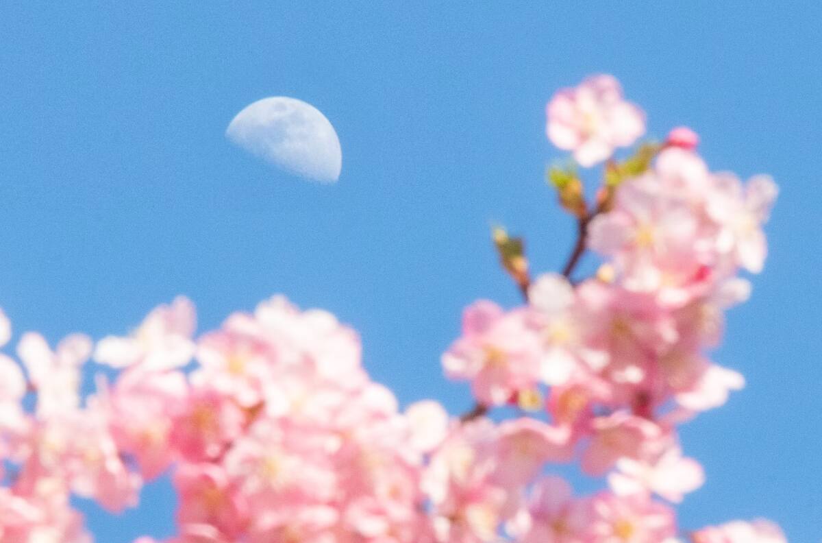 No te pierdas la Luna de las Flores en mayo: revisa cuáles son los mejores días para verla desde Chile