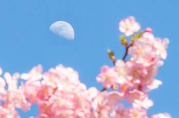 No te pierdas la Luna de las Flores en mayo: revisa cuáles son los mejores días para verla desde Chile