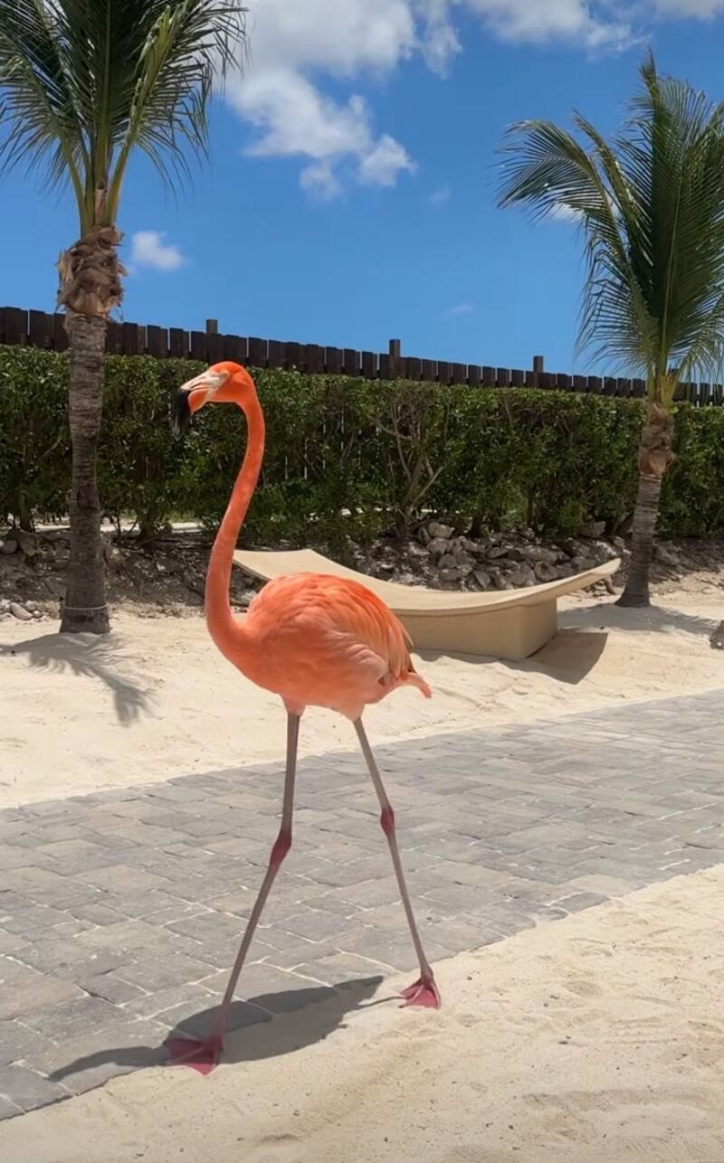 Los encantos de Aruba. Créditos: Instagram