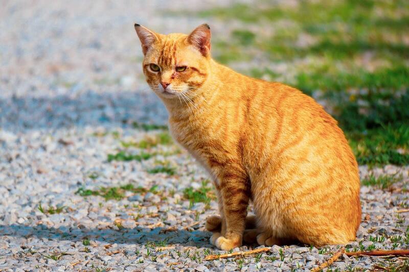 El gato fue lanzado desde un séptimo piso durante el pasado jueves.