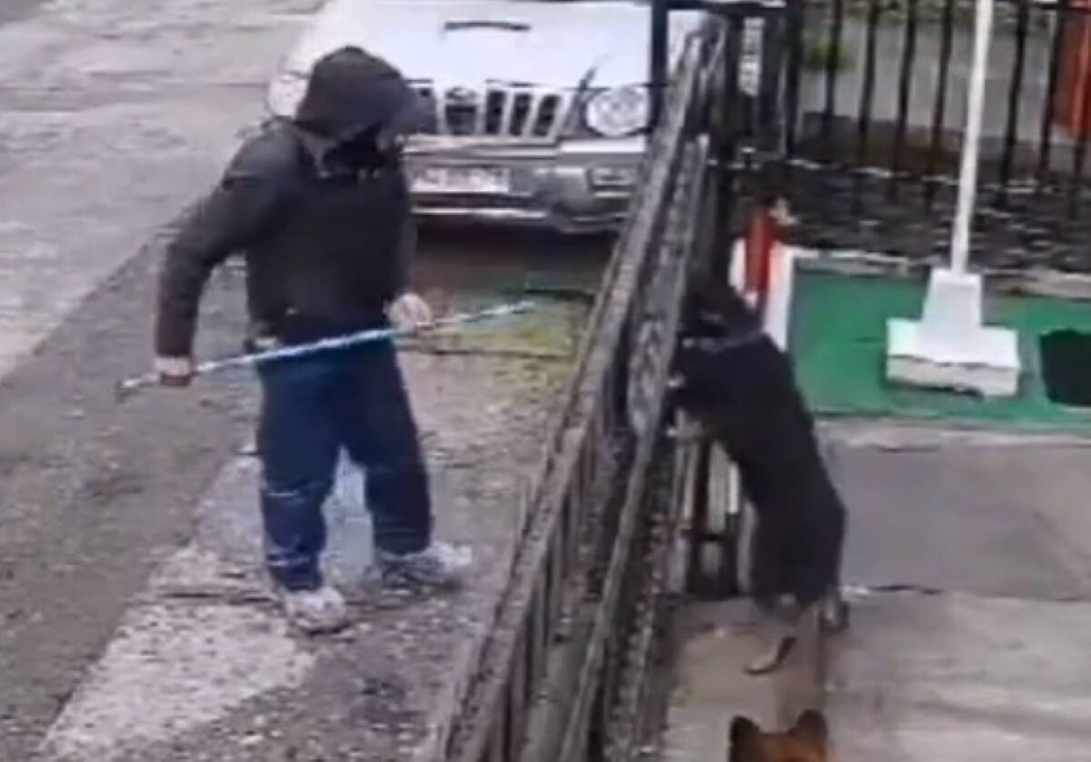 El hombre golpeó al animal a través de la reja de una casa.