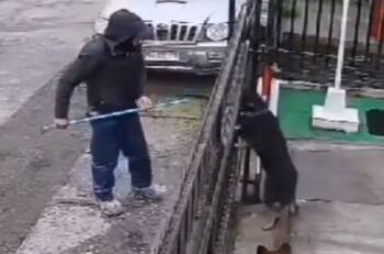 VIDEO | Trabajador golpeó a perrito mientras hacía lectura de medidor de agua: Empresa lo despidió