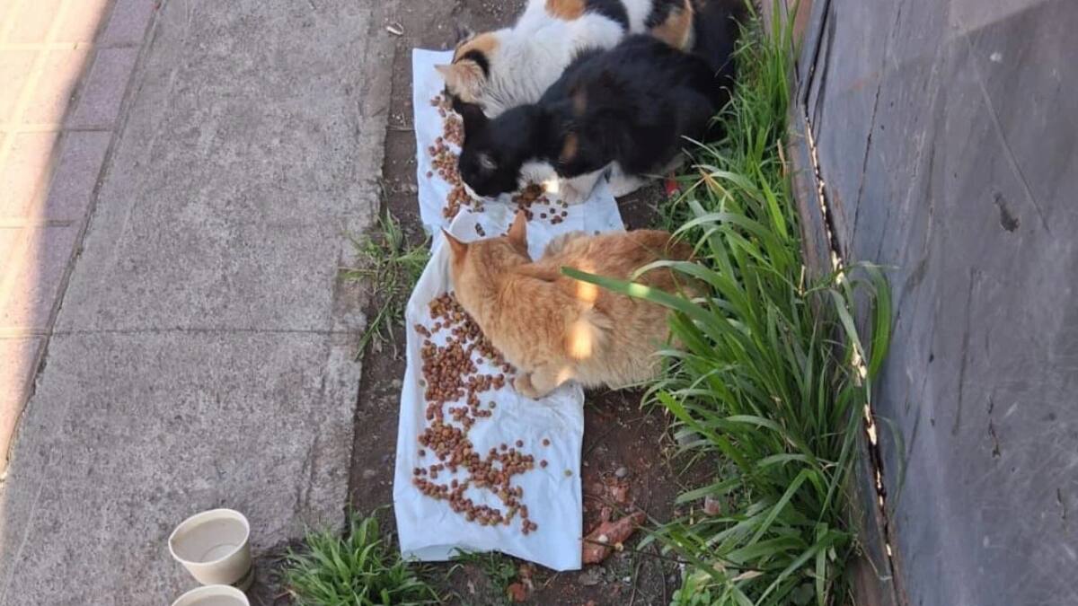 Justicia social por sobre la tradicional: El poder de las redes sociales para la difusión de casos de maltrato animal