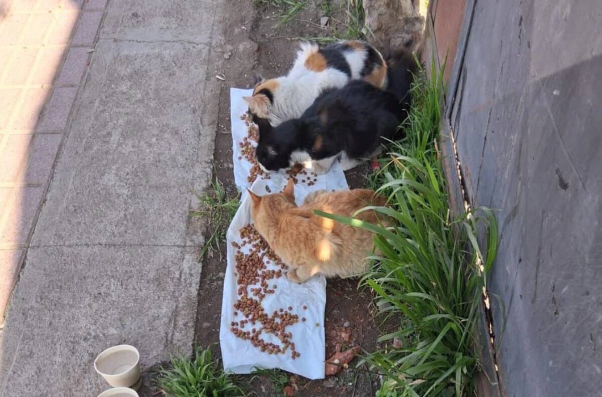 Justicia social por sobre la tradicional: El poder de las redes sociales para la difusión de casos de maltrato animal