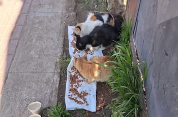 Justicia social por sobre la tradicional: El poder de las redes sociales para la difusión de casos de maltrato animal