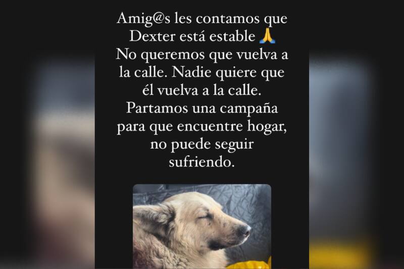 El perro, Dexter, se encuentra estable y busca una familia.