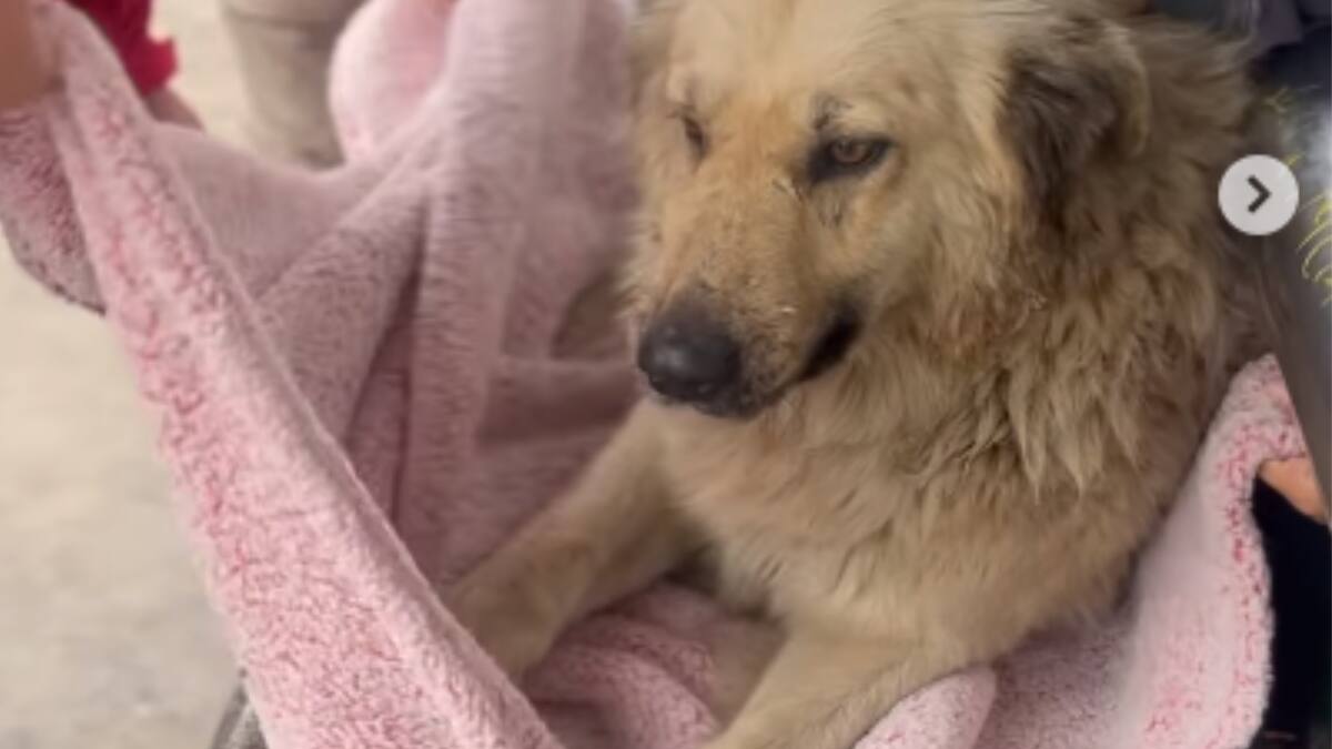 Perrito es apuñalado con botellas en Valparaíso: Municipio presentó querella contra los responsables