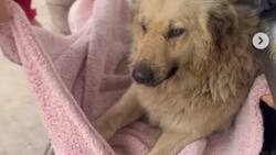 Perrito es apuñalado con botellas en Valparaíso: Municipio presentó querella contra los responsables