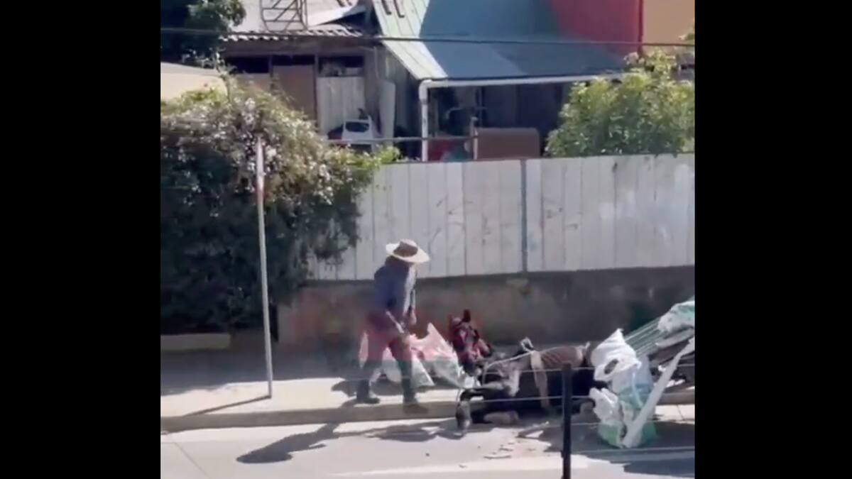 VIDEO | Captan otro caso de maltrato animal en Villa Alemana: caballo colapsó por excesiva carga