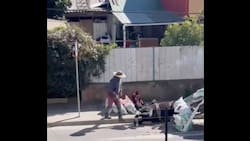 VIDEO | Captan otro caso de maltrato animal en Villa Alemana: caballo colapsó por excesiva carga