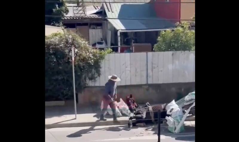 Los hechos fueron captados por una vecina del sector donde colapsó el caballo. (Captura).