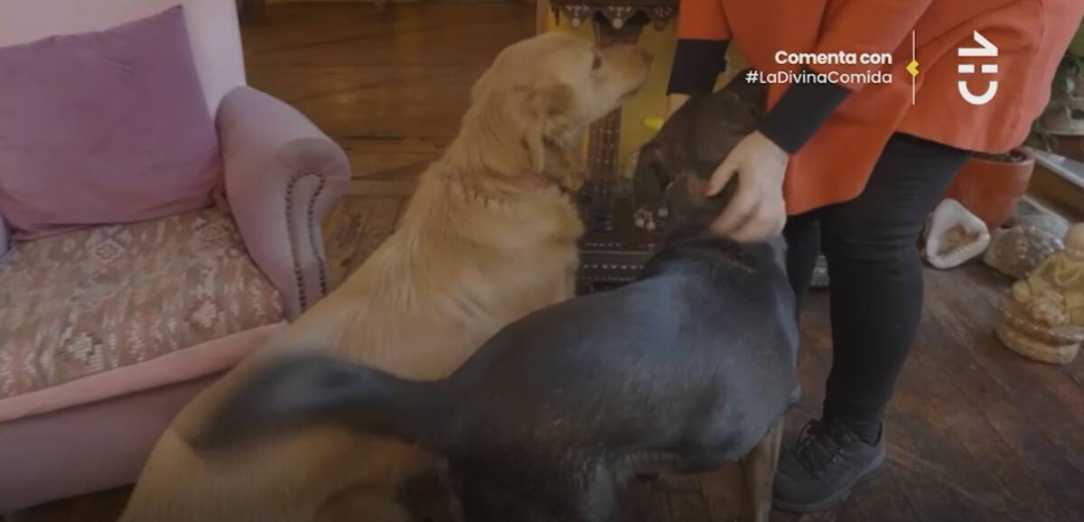 Los dos cariñosos perros se asomaron a saludar.