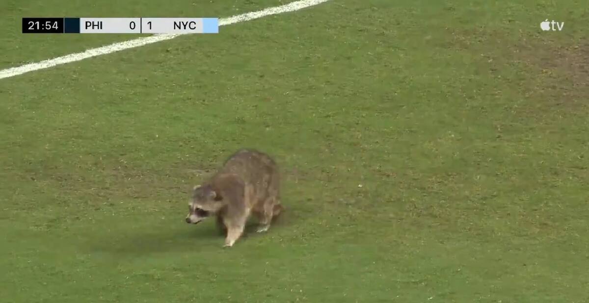 El animal invadió el partido entre Philadelphia y New York City.