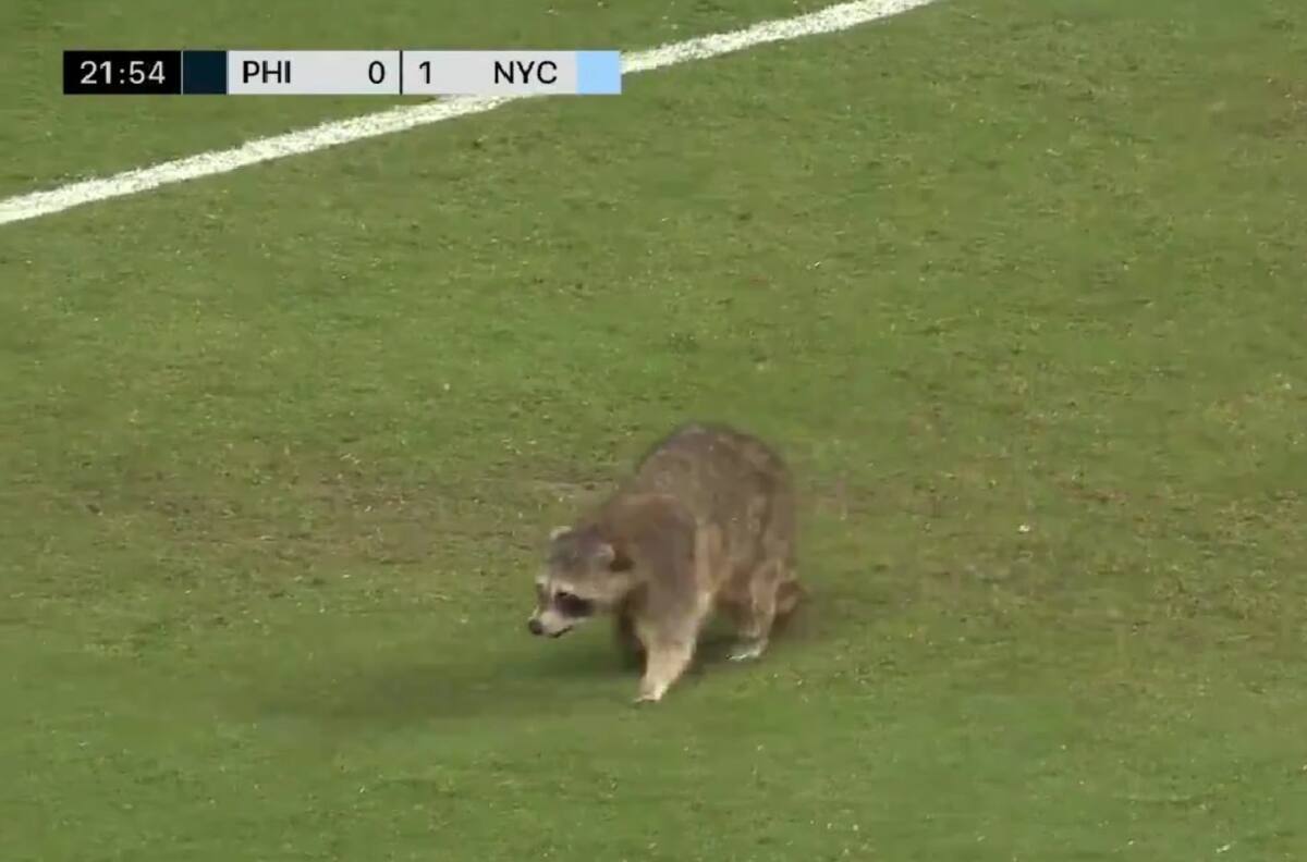 VIDEO | Los regateó a todos: Un mapache invadió la cancha en un partido de la MLS