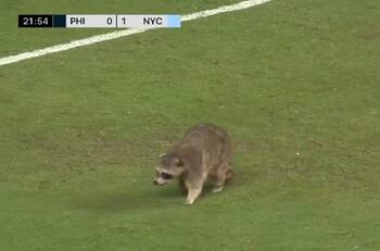 VIDEO | Los regateó a todos: Un mapache invadió la cancha en un partido de la MLS
