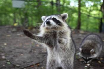 Lo más tierno que verás hoy: mapache se forma para recibir una dona y el tierno momento se hace viral