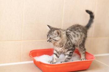 Esta es la razón por la que tu gato no está usando su arenero