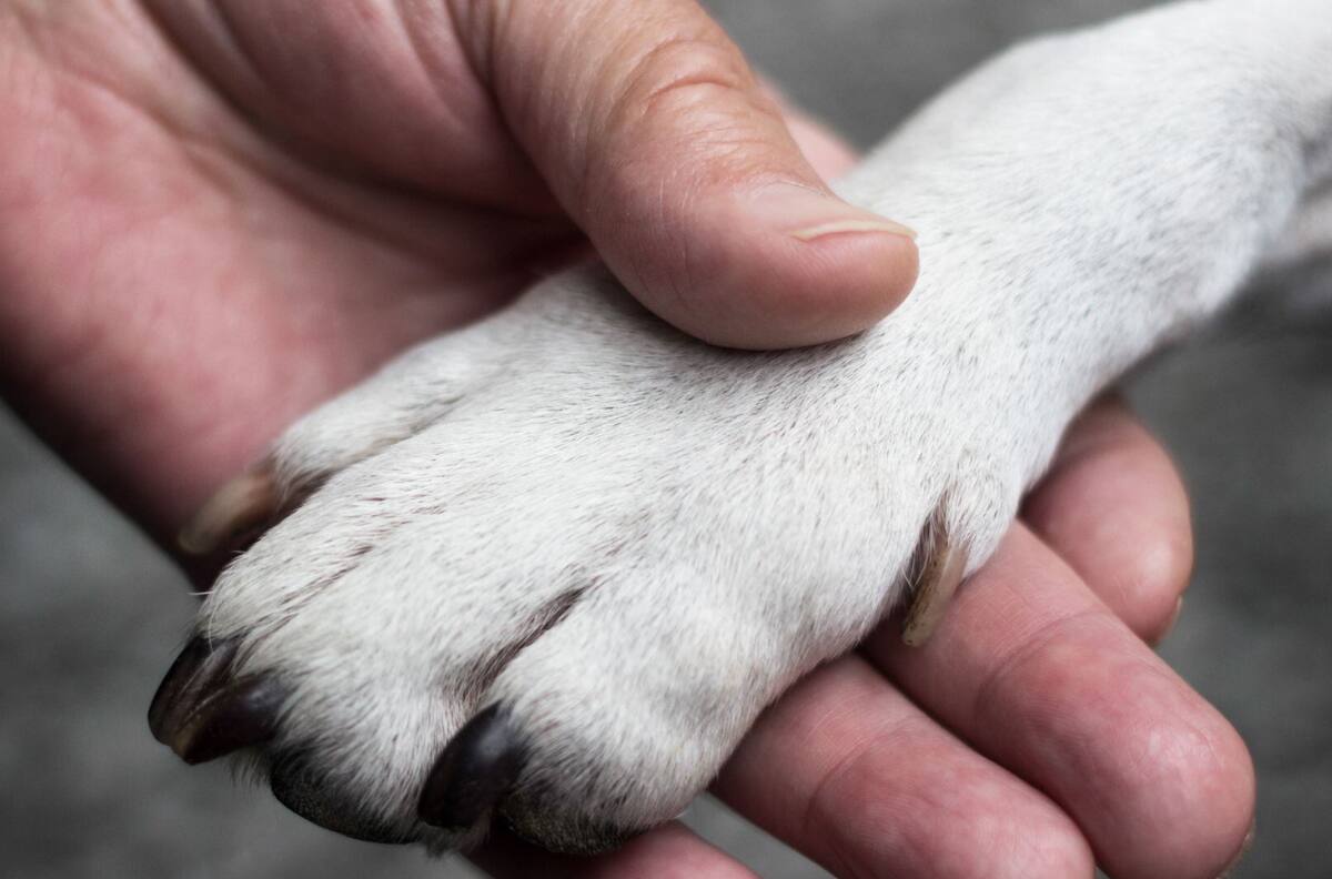 ¿Y ahora qué hago con él? El dilema de despedir a una mascota en Chile