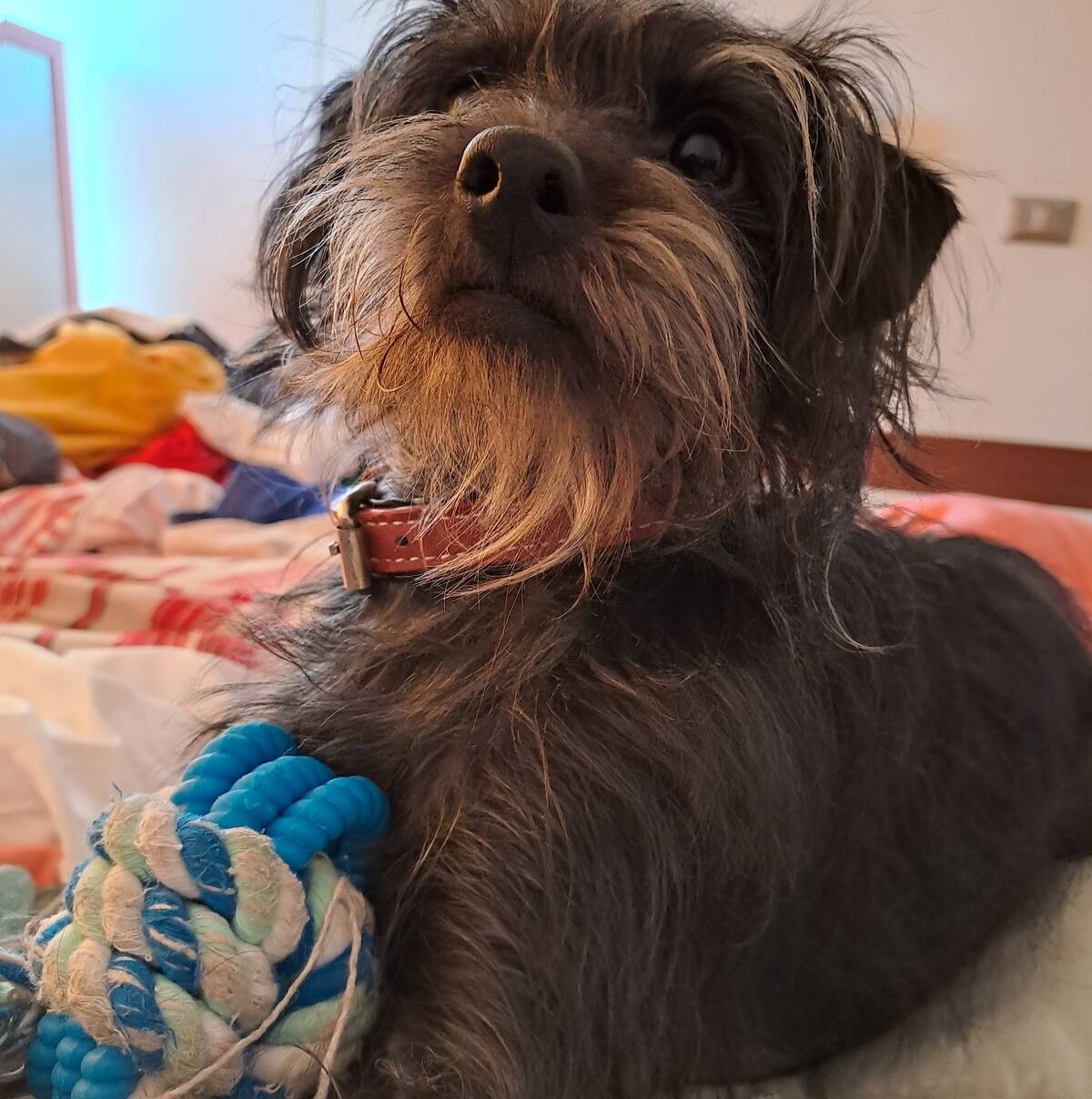 Usualmente, los tira y afloja tienen en la punta una pelota que tu mascota podrá morder.
