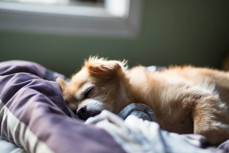Esta es la cantidad de horas que tiene que dormir tu perro.