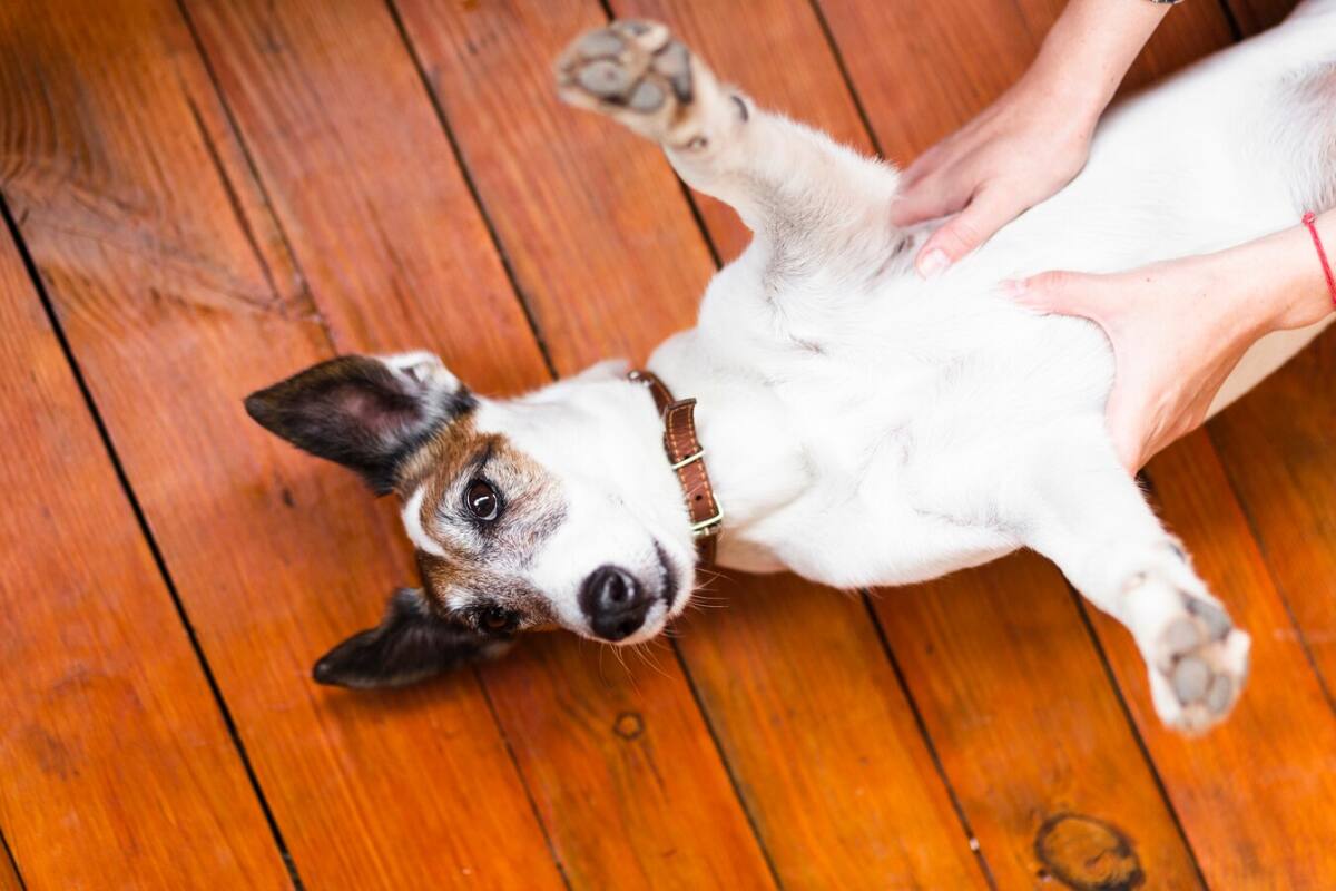 Estas son las razones por las que tu perro se lame las patas.