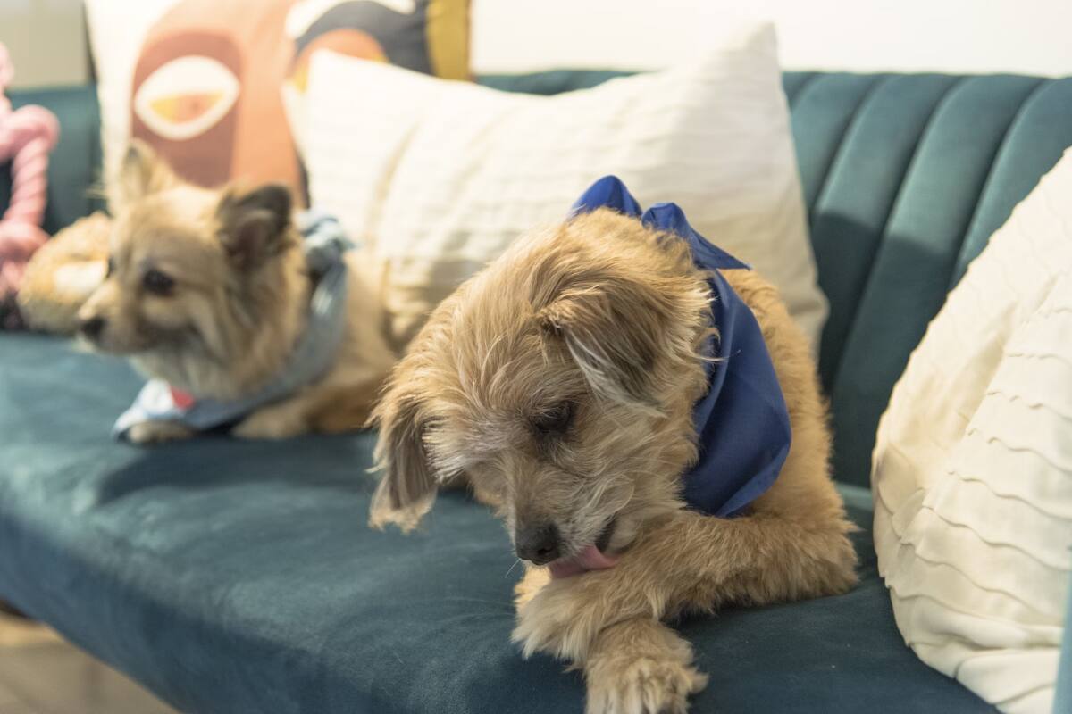 ¿Por qué mi perro se lame las patas?