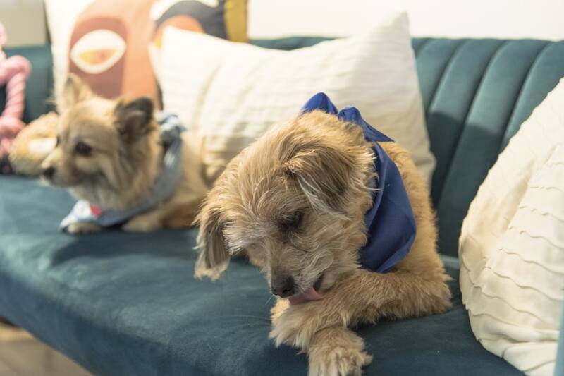 ¿Por qué mi perro se lame las patas?