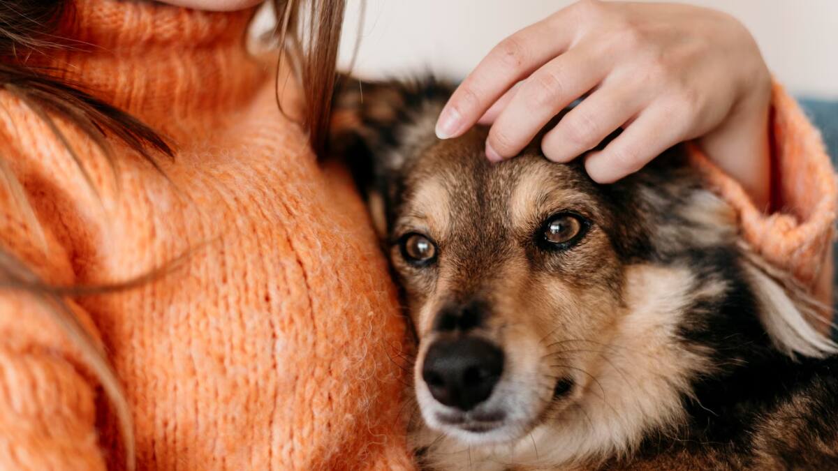 Recupera tu sillón: Conoce estos trucos infalibles para eliminar el olor a orina de tus mascotas