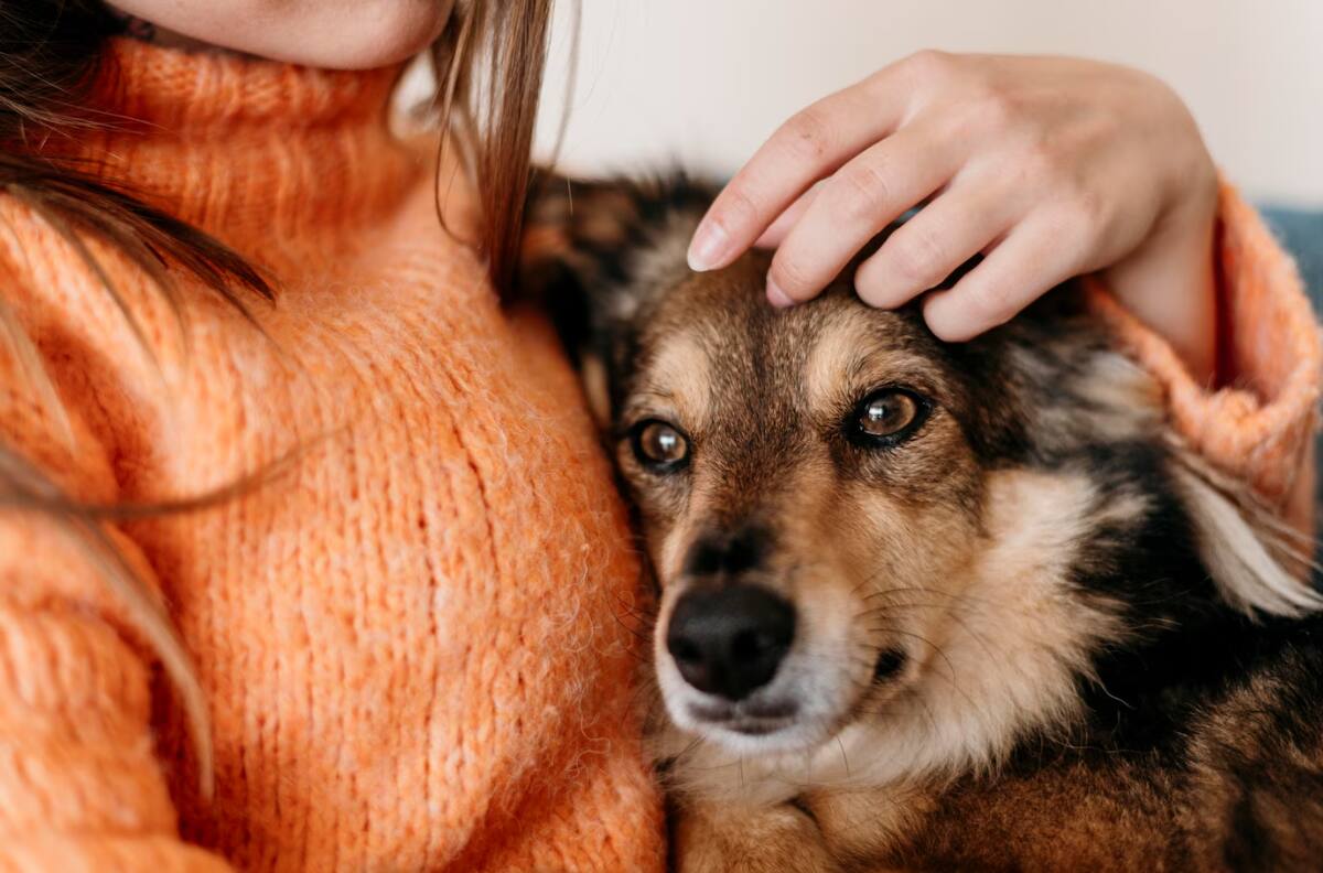 Recupera tu sillón: Conoce estos trucos infalibles para eliminar el olor a orina de tus mascotas