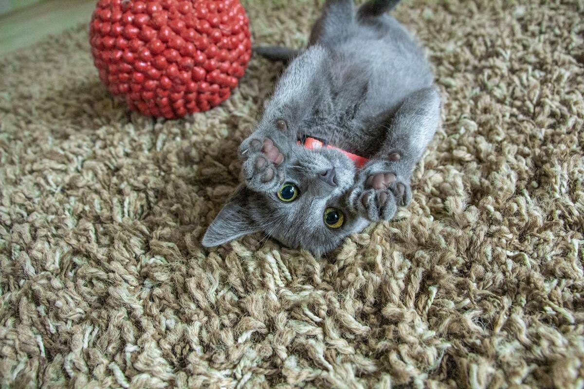 ¿Por qué mi gato me amasa?