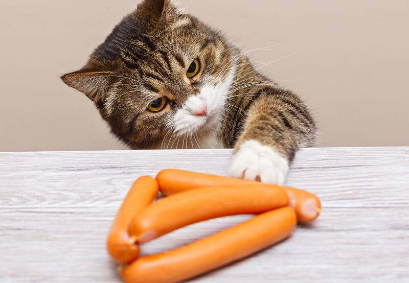 En tiempos de festejos y fiestas, nuestras mascotas se ven atraídas por alimentos que les caen fatal. | Foto: Freepik