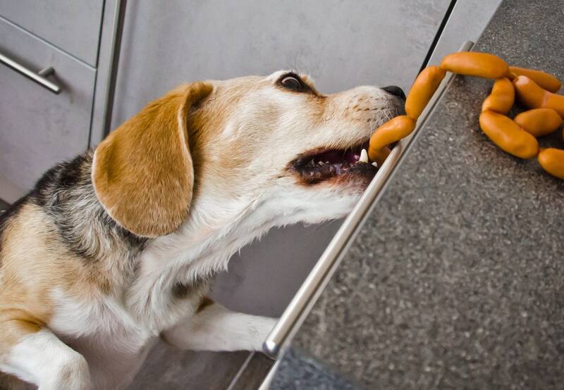 En tiempos de festejos y fiestas, nuestras mascotas se ven atraídas por alimentos que les caen fatal. | Foto: Freepik