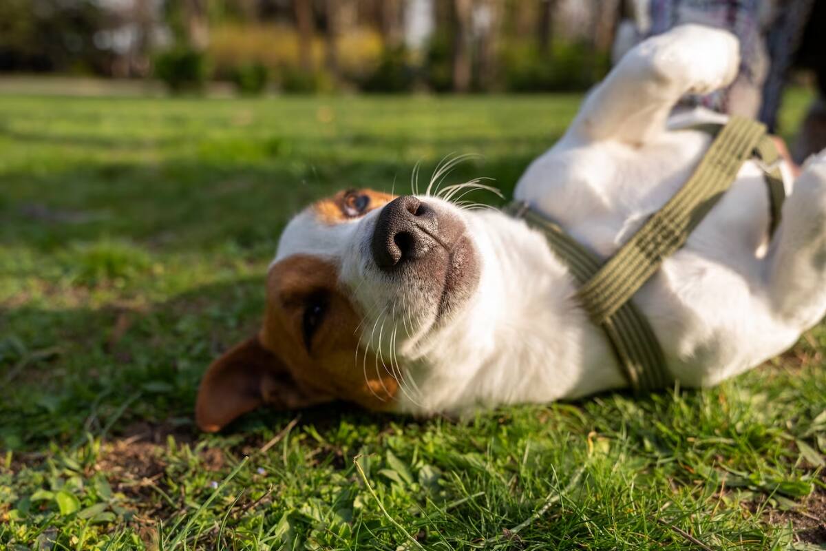 Siguiendo estos consejos, tus mascotas estarán protegidas este verano.
