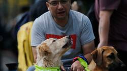 Ahora tus peluditos SÍ son bienvenidos: Así funcionan los nuevos viajes pet friendly de Eme Bus