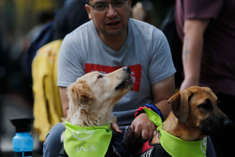 A partir de este viernes que la empresa EME Bus permitirá viajar con mascotas a bordo.