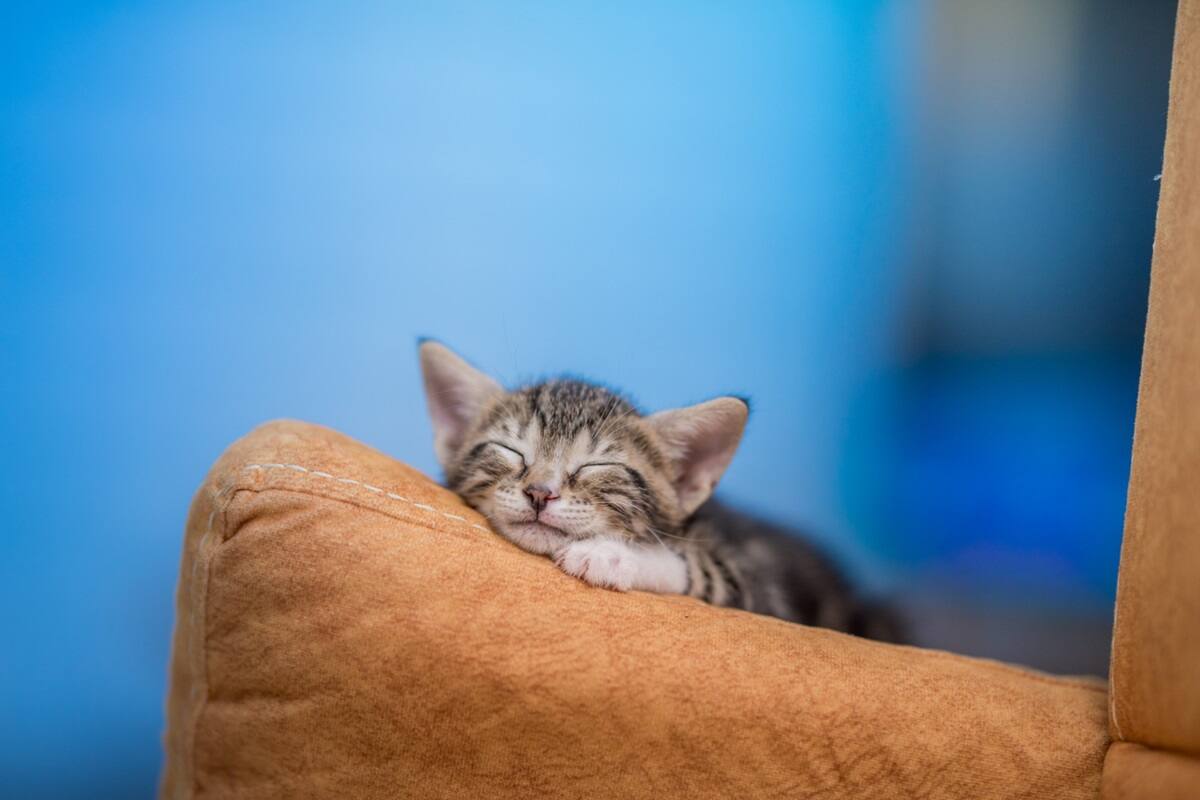Así podrás quitar los pelos de tus mascotas de forma fácil de tu casa.