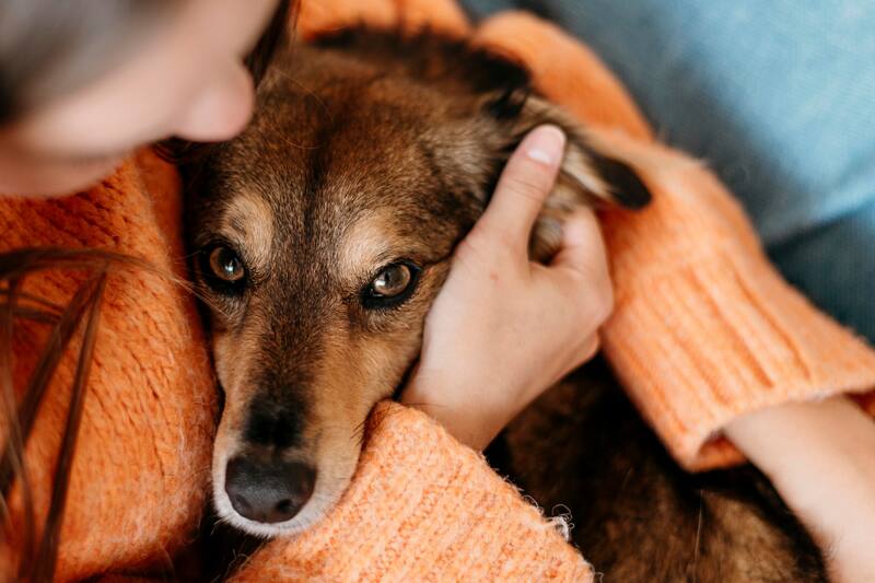 La contención de sus amos es fundamental para calmar a las mascotas que se asustan con los fuegos artificiales.