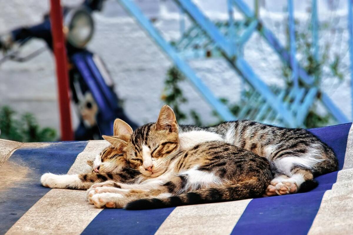 Es fundamental reprogramar los horarios de paseos durante días de altas temperaturas, con el fin de evitar quemaduras en las almohadillas de sus patas.