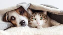 Chile está en el ranking: estos son los 5 países latinoamericanos que más aman a las mascotas