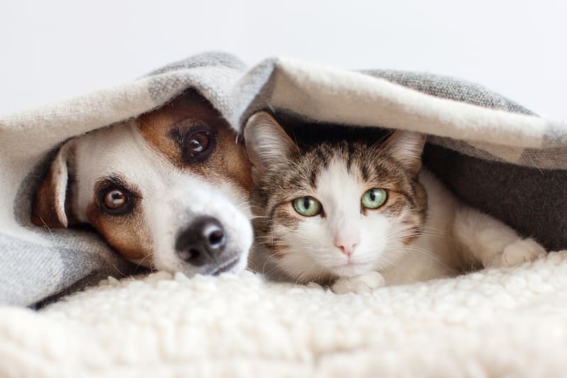 Cada año son más las personas que adoptan un animalito.