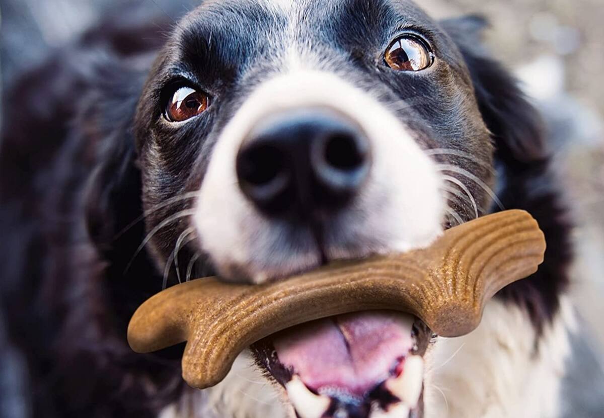 Este chip puede salvarle la vida a tu mascota si se pierde.